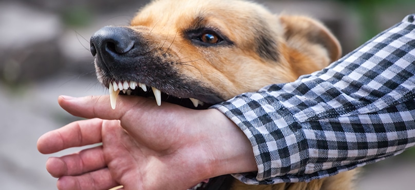 how do you know if a dog bite is serious